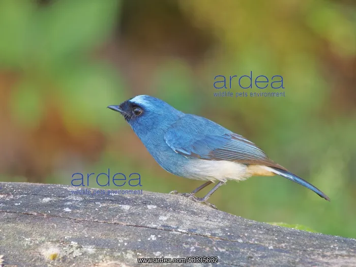 : Indigo Flycatcher Eumyias indigo Sabah, Malaysia : Indigo Flycatcher Eumyias indigo Sabah, Malaysia