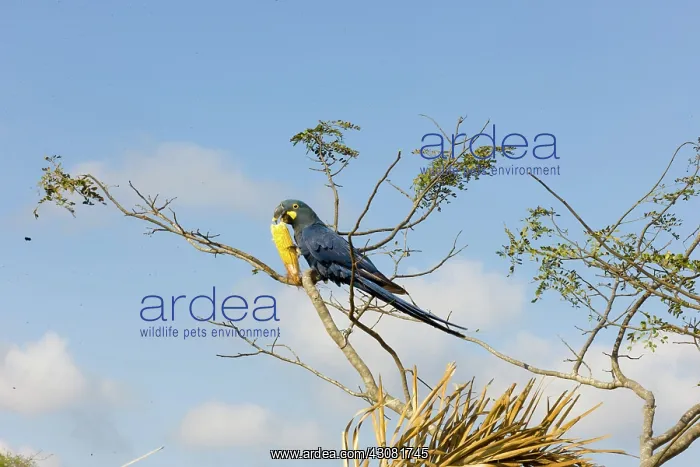 : Indigo Macaw : Indigo Macaw