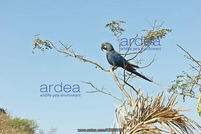 : Indigo Macaw in tree : Indigo Macaw in tree
