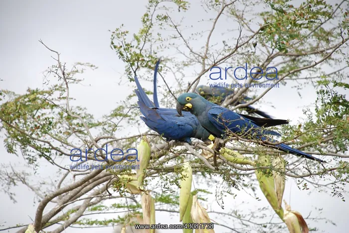  : Indigo Macaws