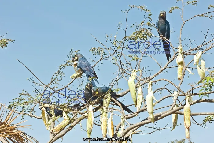: Indigo Macaws feeding in tree : Indigo Macaws feeding in tree