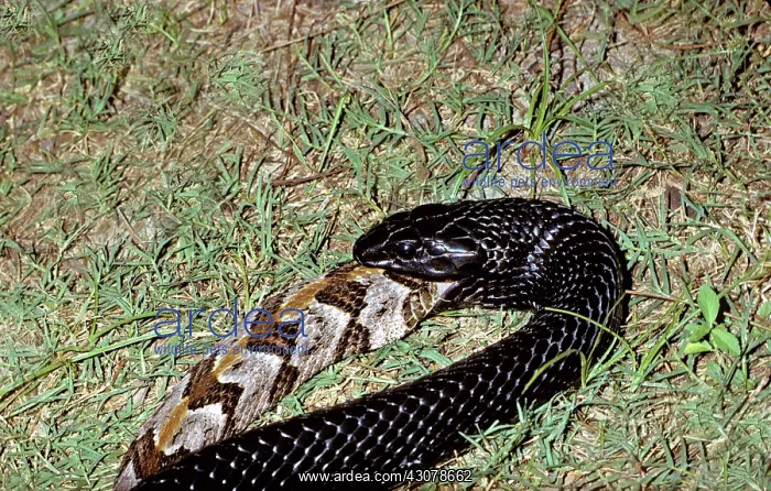 : Indigo Snake Swallows Timber Rattlesnake : Indigo Snake Swallows Timber Rattlesnake