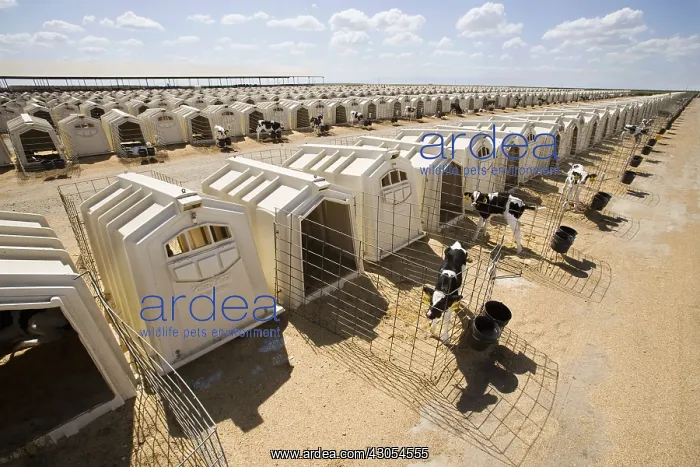 : Individual calf cases in a dairy farming California USA : Individual calf cases in a dairy farming California USA