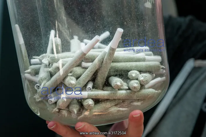 : Individual marijuana joint is most popular item : Individual marijuana joint is most popular item