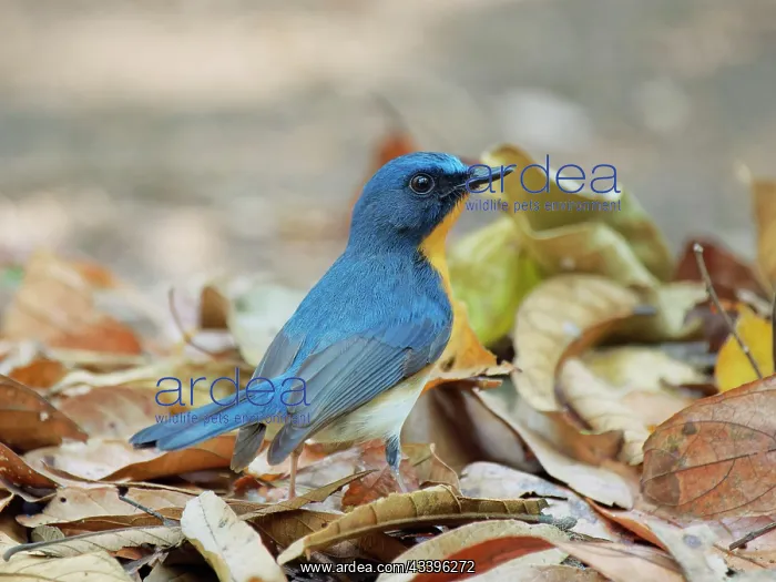 : Indo Chinese Blue Flycatcher Cyornis sumatrensis : Indo Chinese Blue Flycatcher Cyornis sumatrensis