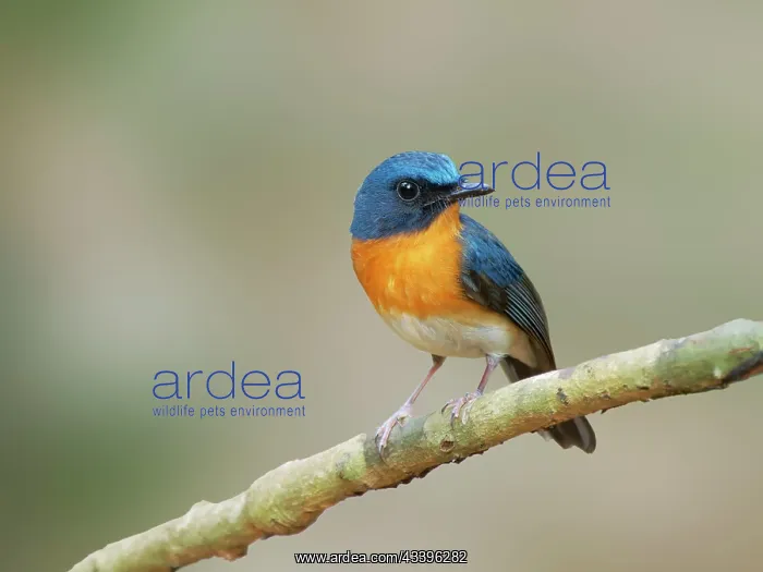 : Indo Chinese Blue Flycatcher Cyornis sumatrensis : Indo Chinese Blue Flycatcher Cyornis sumatrensis
