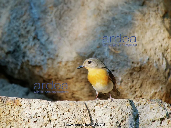 : Indo Chinese Blue Flycatcher female Cyornis sumatrensis : Indo Chinese Blue Flycatcher female Cyornis sumatrensis