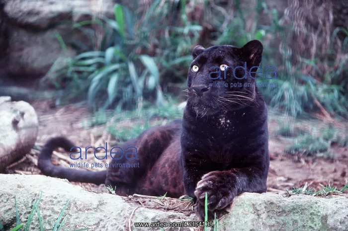 : INDO-CHINESE LEOPARD : INDO-CHINESE LEOPARD