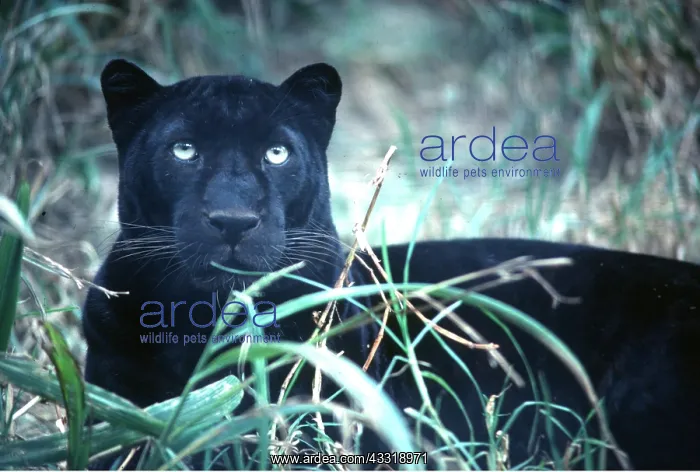 : INDO-CHINESE LEOPARD - in grass : INDO-CHINESE LEOPARD - in grass