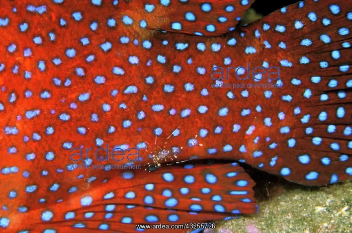 : Indo-Pacific. Cleaner shrimp on coral cod : Indo-Pacific. Cleaner shrimp on coral cod