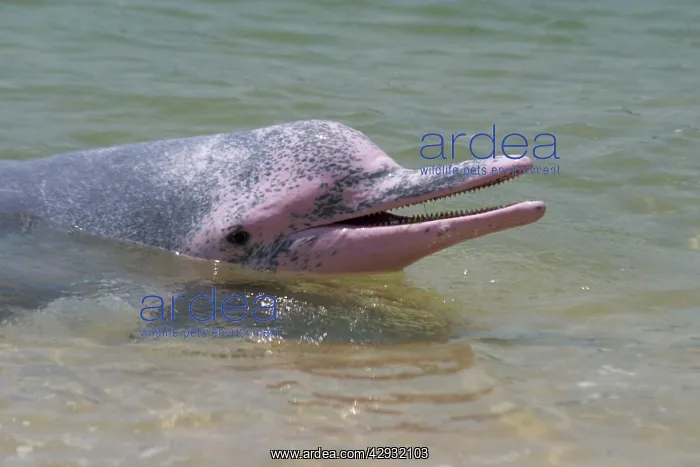 : Indo-Pacific Humpback / Pink / Chinese White DOLPHIN : Indo-Pacific Humpback / Pink / Chinese White DOLPHIN
