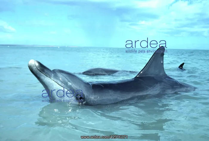 : Indo-Pacific / Indian Ocean / Long-beaked BOTTLENOSE DOLPHIN : Indo-Pacific / Indian Ocean / Long-beaked BOTTLENOSE DOLPHIN