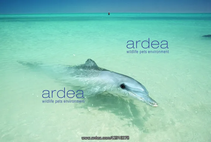 : Indo-Pacific / Indian Ocean / Long-beaked Bottlenose Dolphin : Indo-Pacific / Indian Ocean / Long-beaked Bottlenose Dolphin