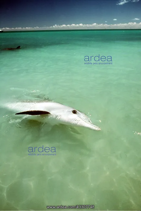: Indo-Pacific / Indian Ocean / Long-beaked BOTTLENOSE DOLPHIN : Indo-Pacific / Indian Ocean / Long-beaked BOTTLENOSE DOLPHIN