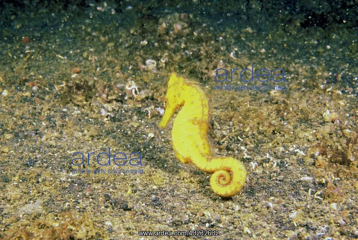 : Indo-Pacific. Pacific seahorse, or hippocampus : Indo-Pacific. Pacific seahorse, or hippocampus