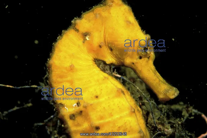 : Indo-Pacific. Pacific seahorse, or hippocampus : Indo-Pacific. Pacific seahorse, or hippocampus