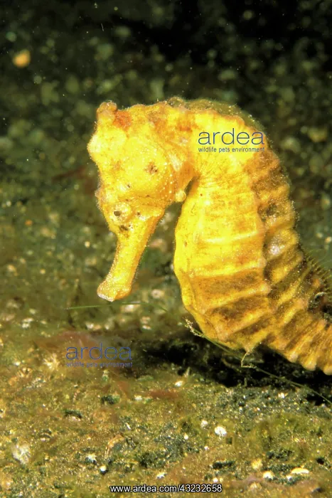 : Indo-Pacific. Pacific Seahorse, hippocampus : Indo-Pacific. Pacific Seahorse, hippocampus