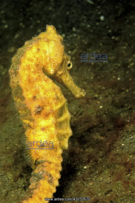 : Indo-Pacific. Pacific seahorse, or hippocampus : Indo-Pacific. Pacific seahorse, or hippocampus