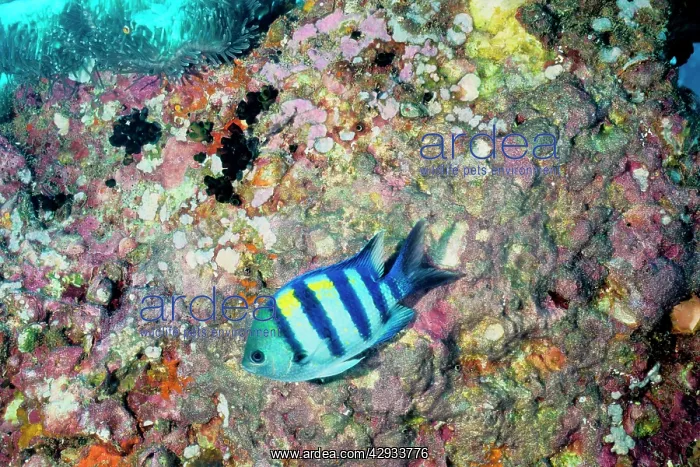 : Indo-Pacific sergeant guarding its eggs, dark speckles : Indo-Pacific sergeant guarding its eggs, dark speckles