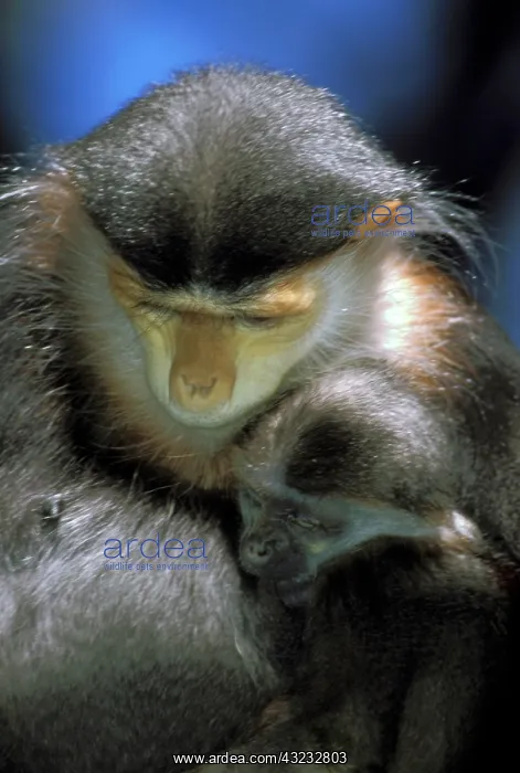 : IndoChina. Douc Langur, or pygathrix nemaeus : IndoChina. Douc Langur, or pygathrix nemaeus