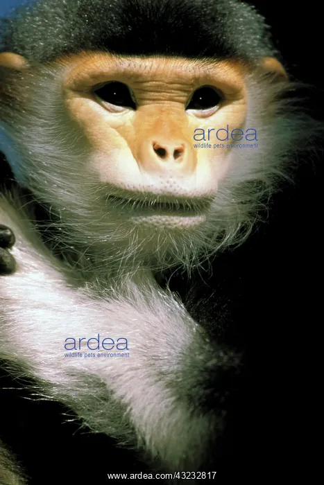 : IndoChina. Douc Langur, pygathrix nemaeus : IndoChina. Douc Langur, pygathrix nemaeus