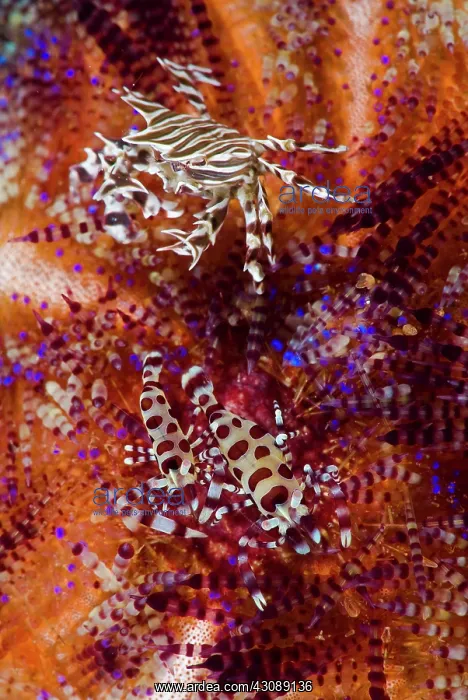 : Indonesia, Adonara Island. Close-up of invertebrates : Indonesia, Adonara Island. Close-up of invertebrates