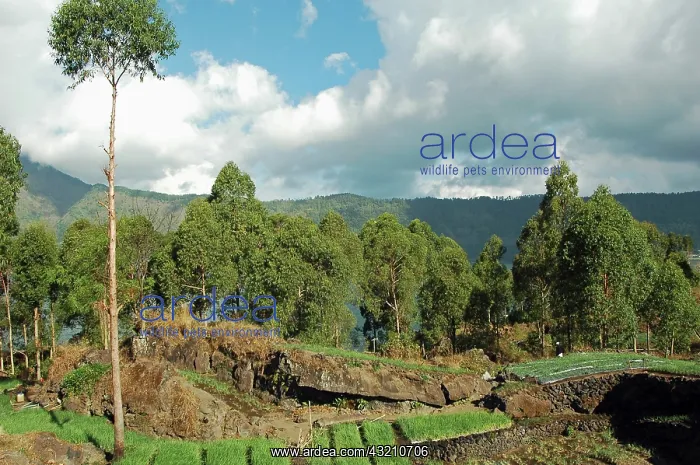 : Indonesia, Bali Batur Lake, elevated view : Indonesia, Bali Batur Lake, elevated view