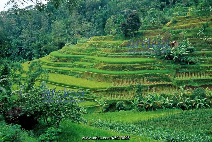 : Indonesia, Bali, near Ubud. Rice terraces : Indonesia, Bali, near Ubud. Rice terraces