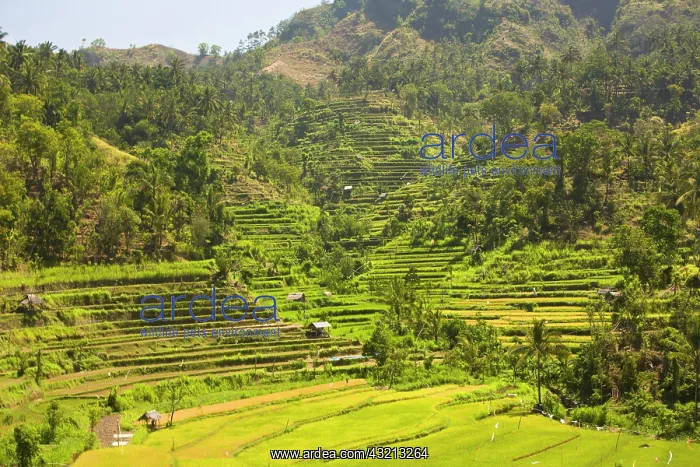 : Indonesia, Bali Province, Tulamben. Tukadabu : Indonesia, Bali Province, Tulamben. Tukadabu