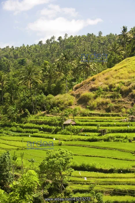 : Indonesia, Bali Province, Tulamben. Tukadabu : Indonesia, Bali Province, Tulamben. Tukadabu