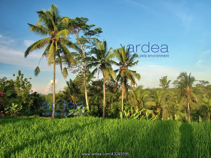 : Indonesia, Bali, Ubud. Rice fields and palm trees : Indonesia, Bali, Ubud. Rice fields and palm trees