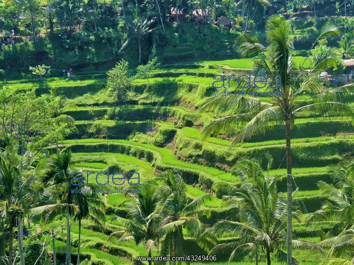: Indonesia, Bali, Ubud. Tegallalang Rice Terraces near Ubud : Indonesia, Bali, Ubud. Tegallalang Rice Terraces near Ubud
