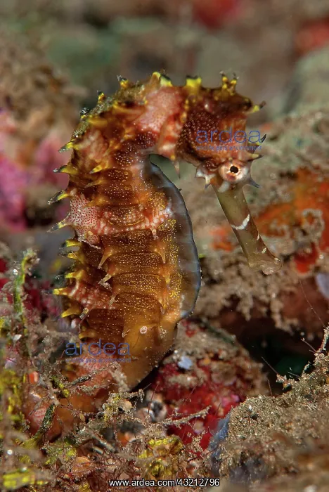 : Indonesia, Banda Sea, Ambon. Close-up of : Indonesia, Banda Sea, Ambon. Close-up of