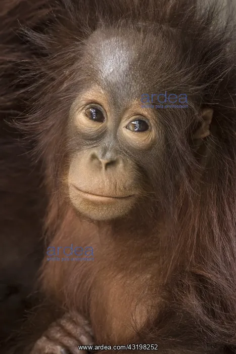 : Indonesia, Borneo, Kalimantan. Baby orangutan at : Indonesia, Borneo, Kalimantan. Baby orangutan at