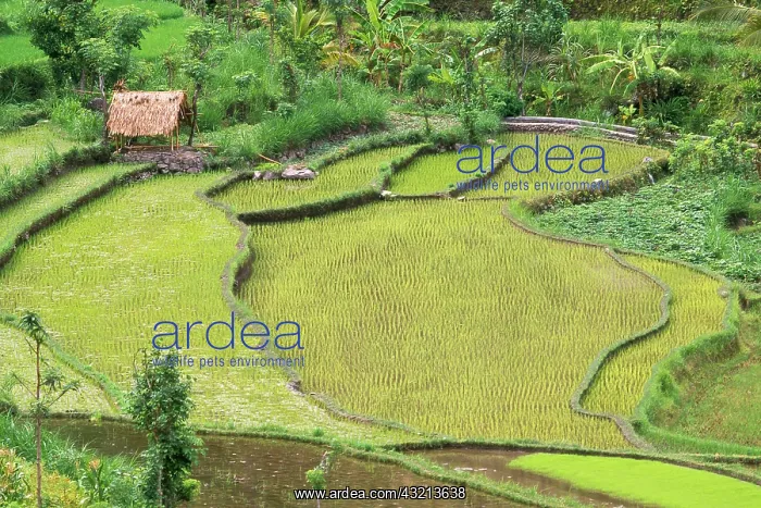 : Indonesia, East Bali. Rice fields in Balinese : Indonesia, East Bali. Rice fields in Balinese