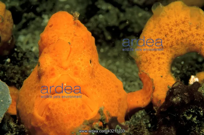 : Indonesia. Frogfish, or antennarius commerson : Indonesia. Frogfish, or antennarius commerson