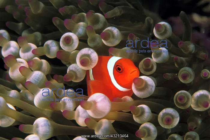: Indonesia, Komodo. Maroon clownfish, or : Indonesia, Komodo. Maroon clownfish, or