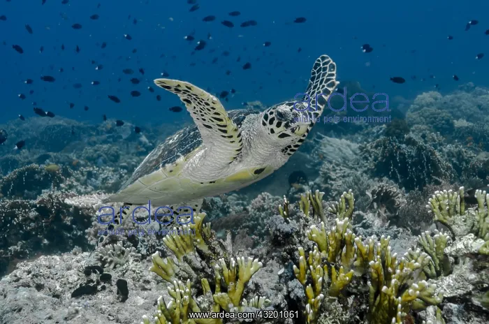 : Indonesia, Komodo National Park, Tatawa Besar. Close-up : Indonesia, Komodo National Park, Tatawa Besar. Close-up