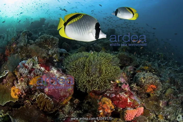 : Indonesia, Komodo National Park. Lined butterflyfish : Indonesia, Komodo National Park. Lined butterflyfish