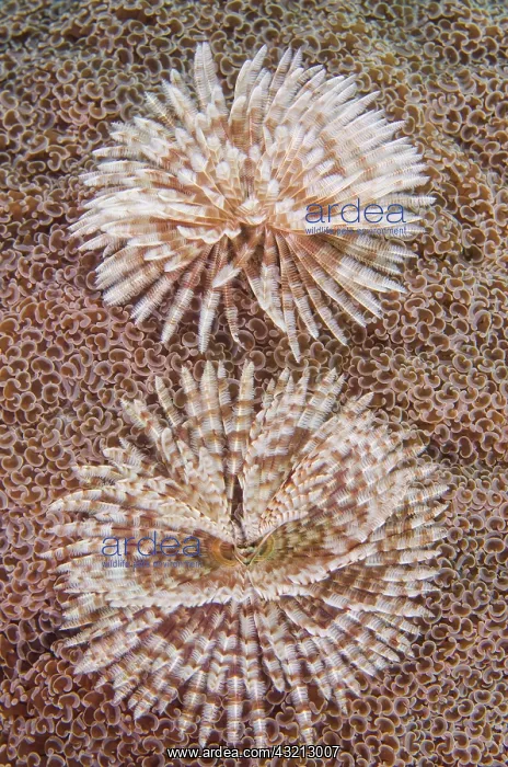 : Indonesia, Komodo National Park. Close-up : Indonesia, Komodo National Park. Close-up