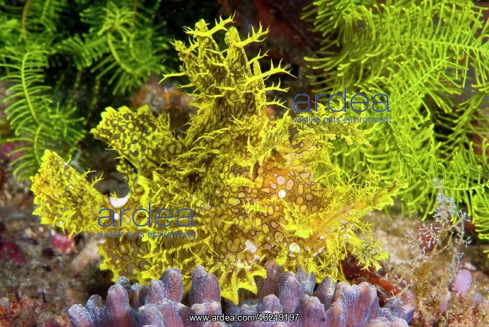 : Indonesia, Komodo National Park. Close-up : Indonesia, Komodo National Park. Close-up