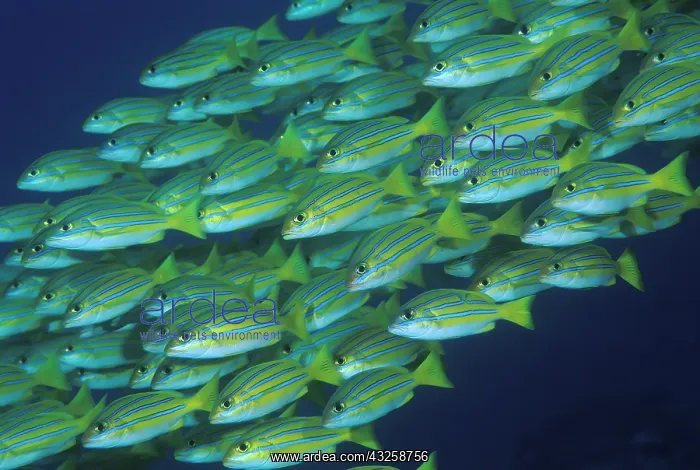 : Indonesia, Komodo National Park. Close-up : Indonesia, Komodo National Park. Close-up