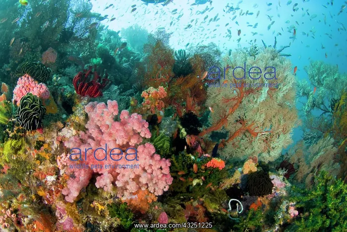 : Indonesia, Komodo National Park. Colorful : Indonesia, Komodo National Park. Colorful