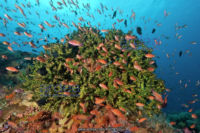 : Indonesia, Komodo National Park, Crystal : Indonesia, Komodo National Park, Crystal