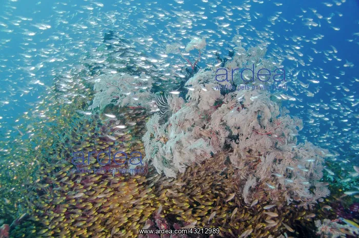 : Indonesia, Komodo National Park. Fish schooling : Indonesia, Komodo National Park. Fish schooling