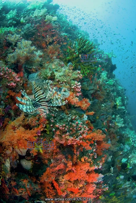 : Indonesia, Komodo National Park. Lionfish : Indonesia, Komodo National Park. Lionfish