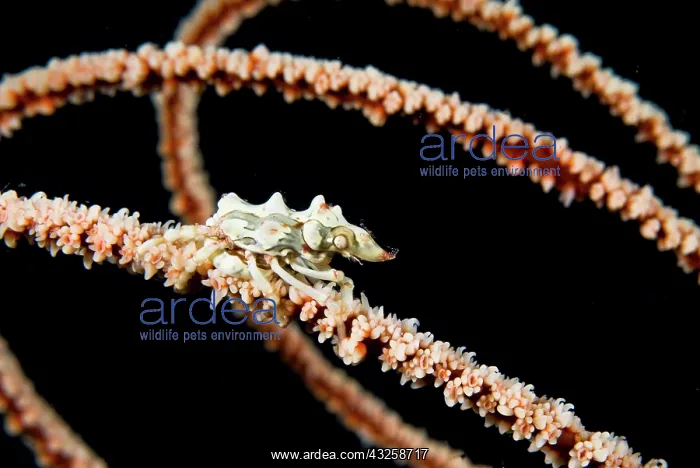 : Indonesia, Komodo National Park. Wire coral : Indonesia, Komodo National Park. Wire coral