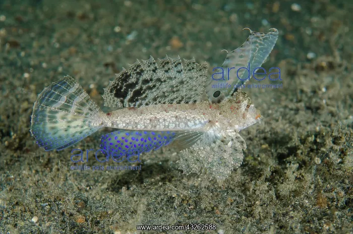 : Indonesia, Lembeh Strait. Close-up of dragonet : Indonesia, Lembeh Strait. Close-up of dragonet