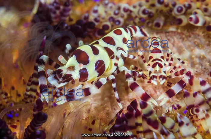 : Indonesia, Lembeh Strait. Two colorful shrimp : Indonesia, Lembeh Strait. Two colorful shrimp