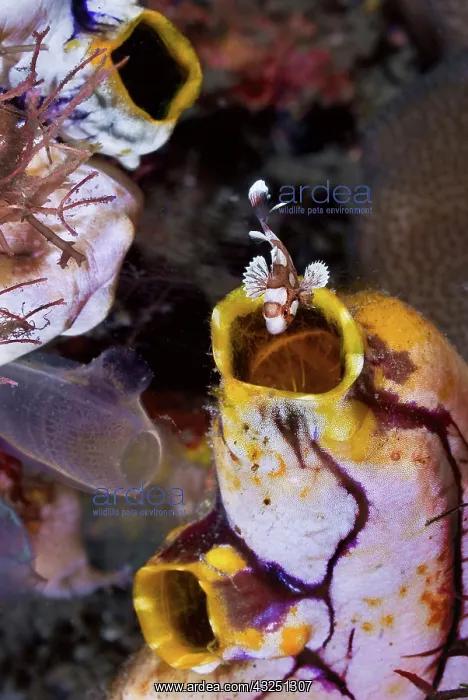 : Indonesia, Lembeh Strait. A juvenile sweetlip : Indonesia, Lembeh Strait. A juvenile sweetlip